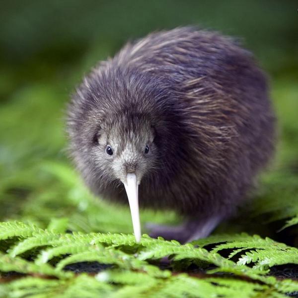 kiwi animal