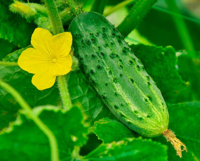 El Pepino Es Una Fruta O Una Verdura Te Lo Contamos Frutas Olivar