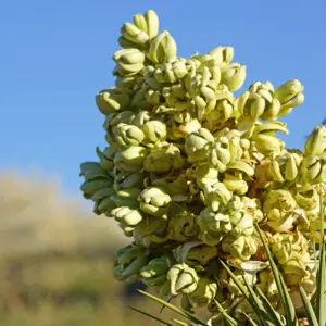 flor de la yuca