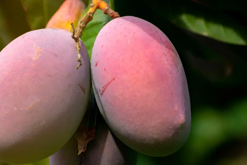 mango de andalucia