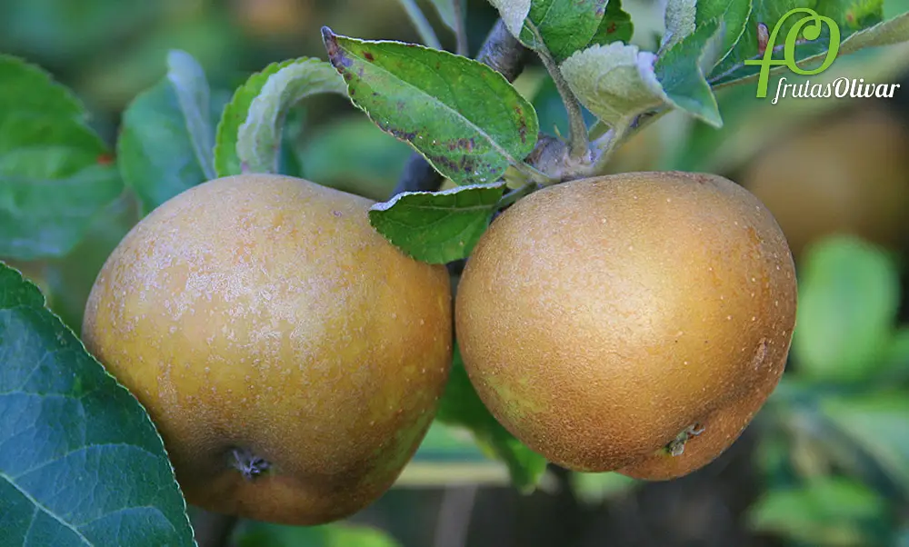 manzana reineta