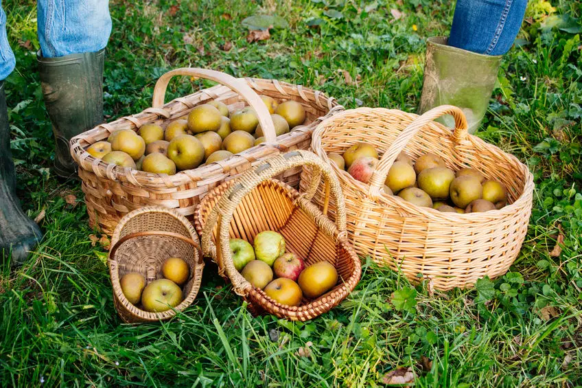 manzanas reinetas recogidas a mano