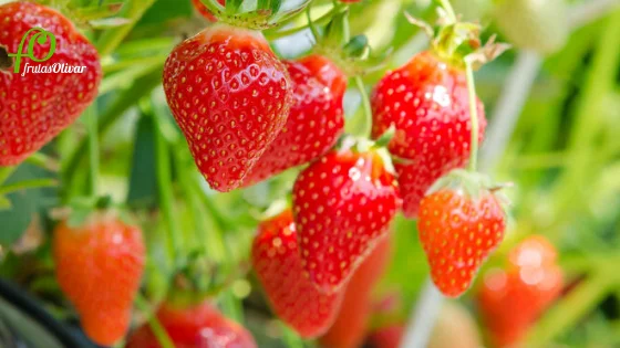Dónde se cultivan las fresas de Frutas Olivar