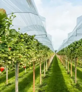 donde se cultivan las fresas en portugal