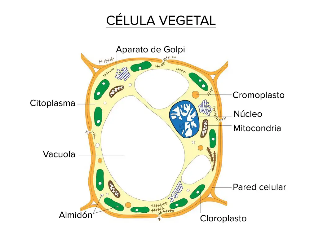 esquema de una célula vegetal